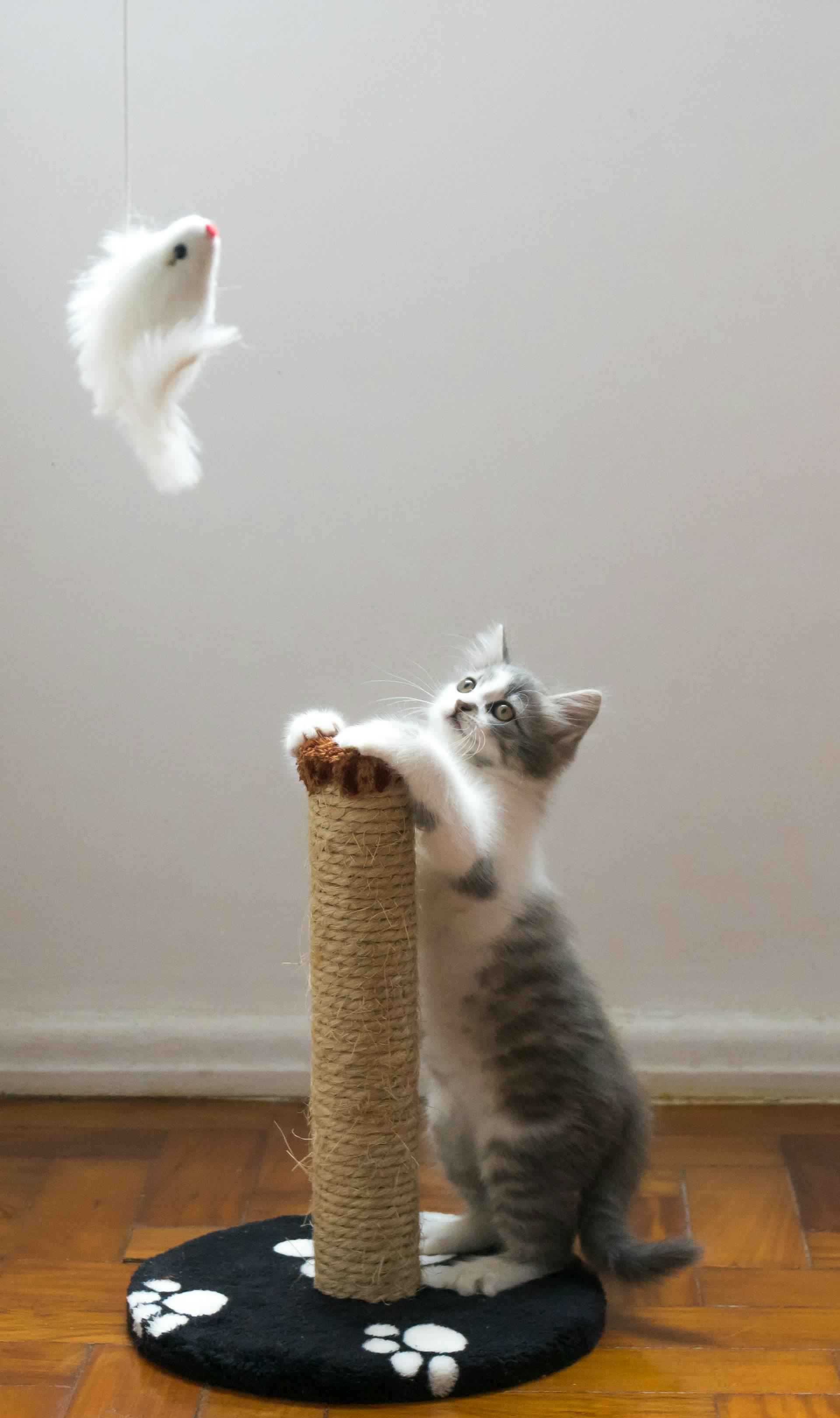 客厅里的现代猫爬架